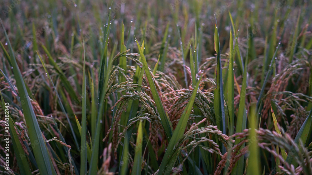Obraz premium Rice and dew in the morning