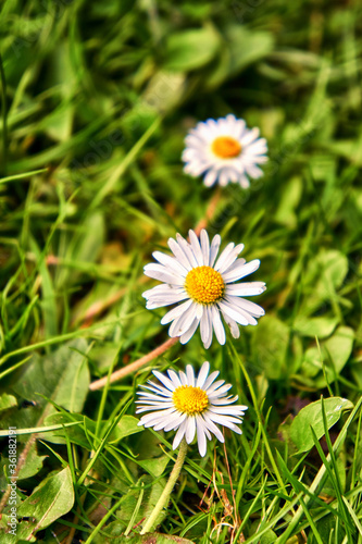 Fototapeta Naklejka Na Ścianę i Meble -  Three white daisy flower on a green meadow with blurred background.