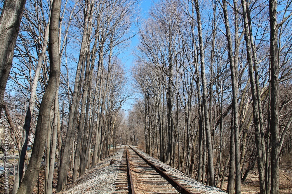 rail tracks and the trees without leaves. rail tracks and the trees without leaves.