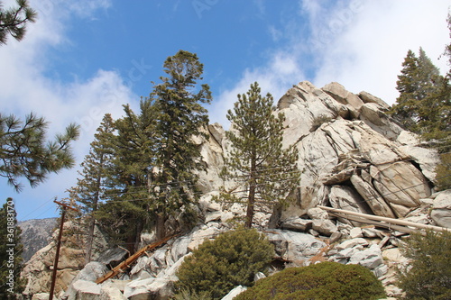 Trees and boulders.