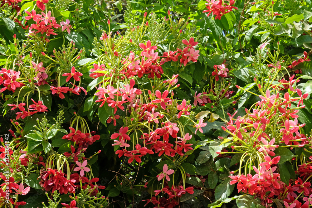 Blooming evergreen Indian quisqualis (Quisqualis indica)