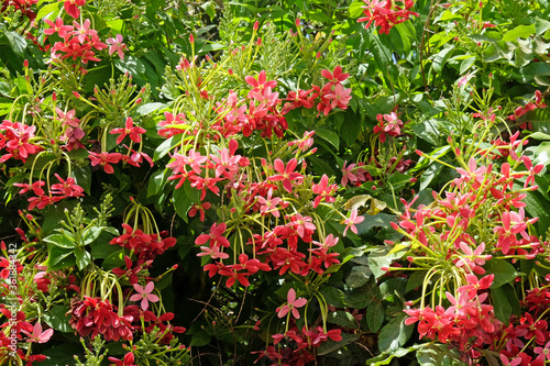 Blooming evergreen Indian quisqualis (Quisqualis indica) photo