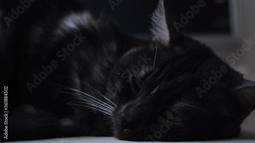 Black sleepy cat with green big eyes resting on the floor. Concept. Close up of the cute black cat with green eyes lying and having a rest on blurred background. photo