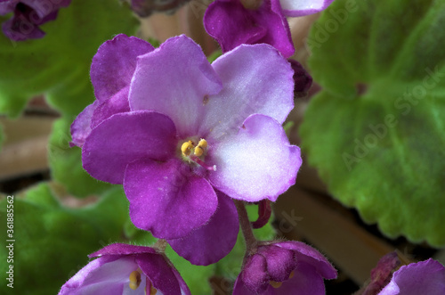 close up of violet flowers