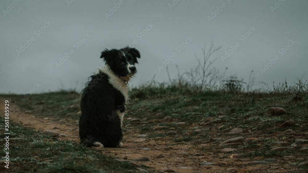 Obraz premium Perro abandonado triste sentado mirando hacia atrás