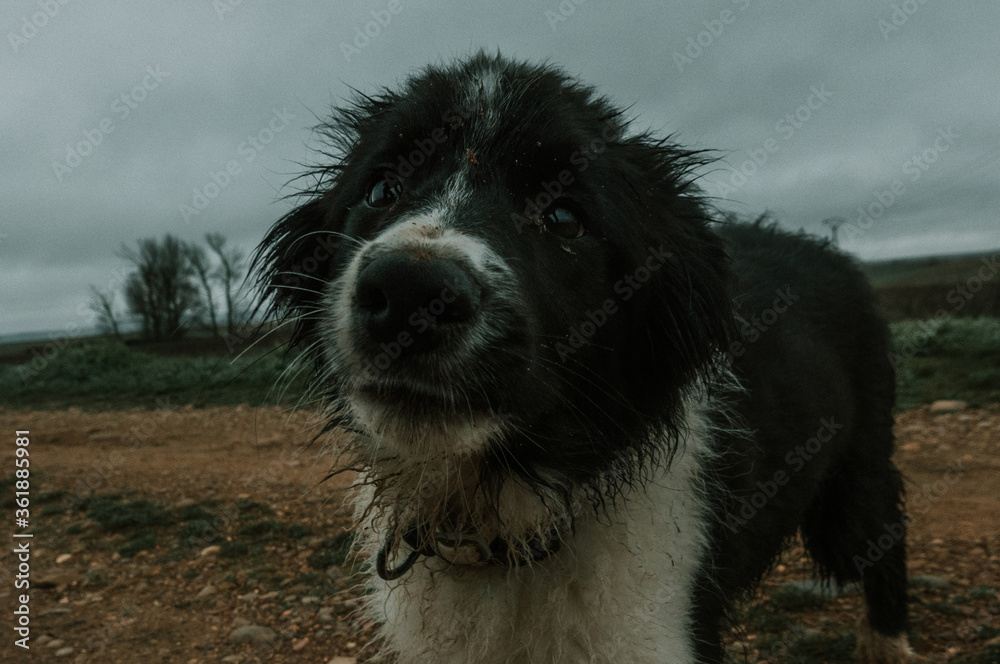 Fototapeta premium Perro abandonado mojado y sucio