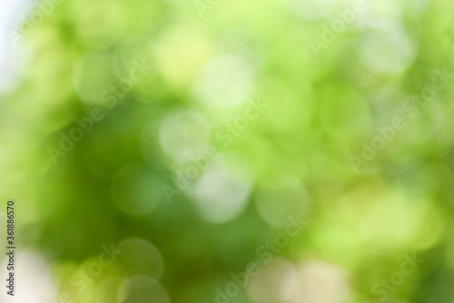 Wallpaper Mural Green bokeh abstract blur background Torontodigital.ca