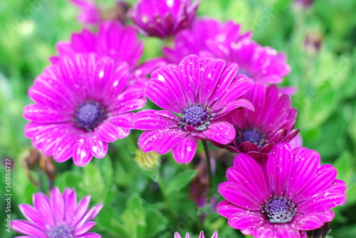 Violet Cosmos flowers in field