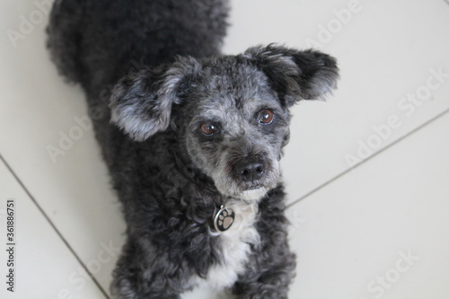 SLASH DOG CÃO ONG ADOÇÃO
