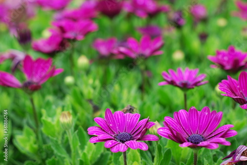 Violet Cosmos flowers in field