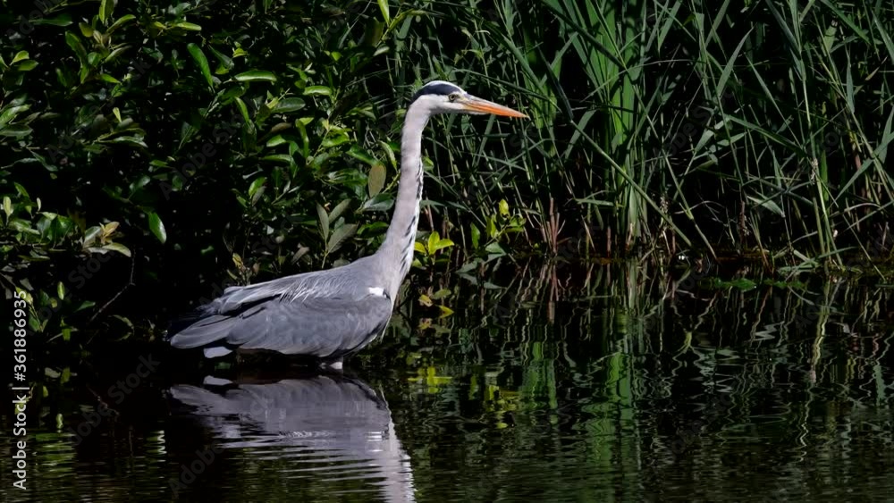 Grey Heron while hunting for fish in water. Her Latin name is Ardea cinerea. Grey Heron while hunting for fish in water. Her Latin name is Ardea cinerea.