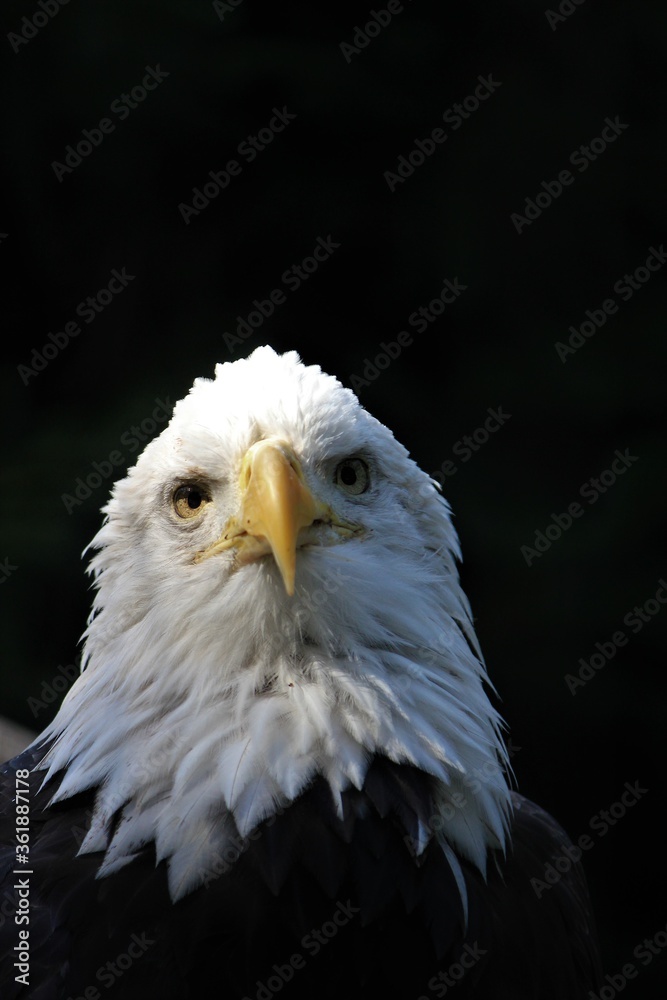 Obraz premium American bald eagle