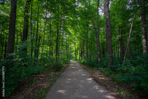 Beautiful Scenic View of a Trail in a Forest Landscape during warm summer weather © Ernest