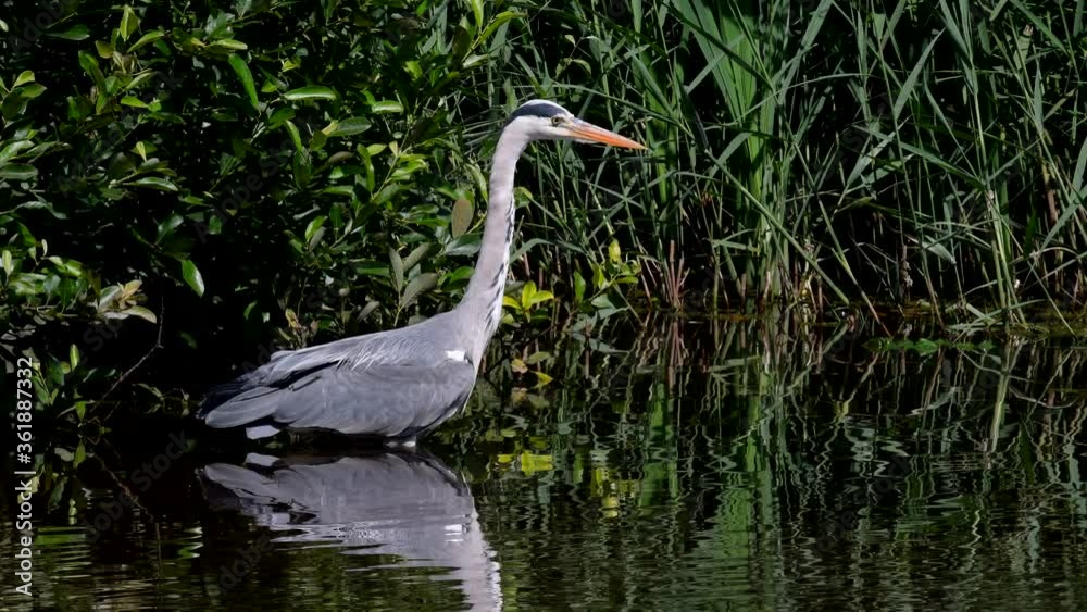 Grey Heron while hunting for fish in water. Her Latin name is Ardea cinerea.