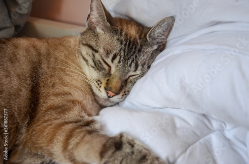 Wallpaper Mural close up on a gray tabby cat sleeping over a white pillow Torontodigital.ca