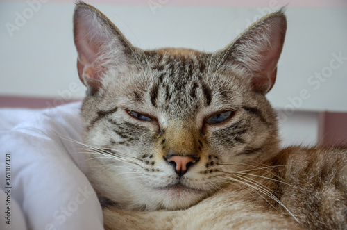 close up on a gray tabby sleepy cat face