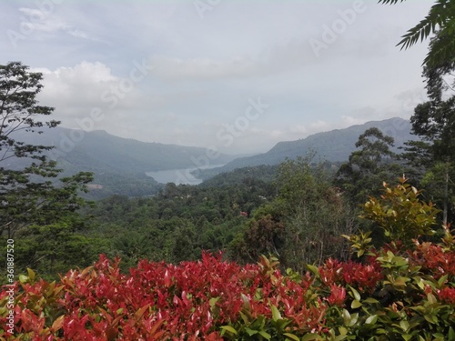 flowers in the mountains