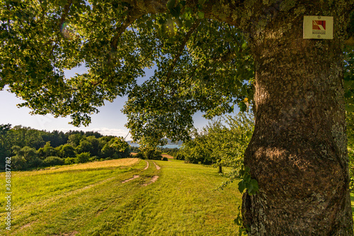 Premium hiking trail Seegang on Lake Constance photo