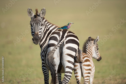 Fototapeta Naklejka Na Ścianę i Meble -  Kenya, Africa, the  Masai Mara reserve  zebra and foul with lilic breasted rolleron its back.