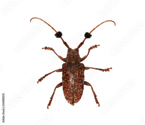 close up insect on white background and clipping path
