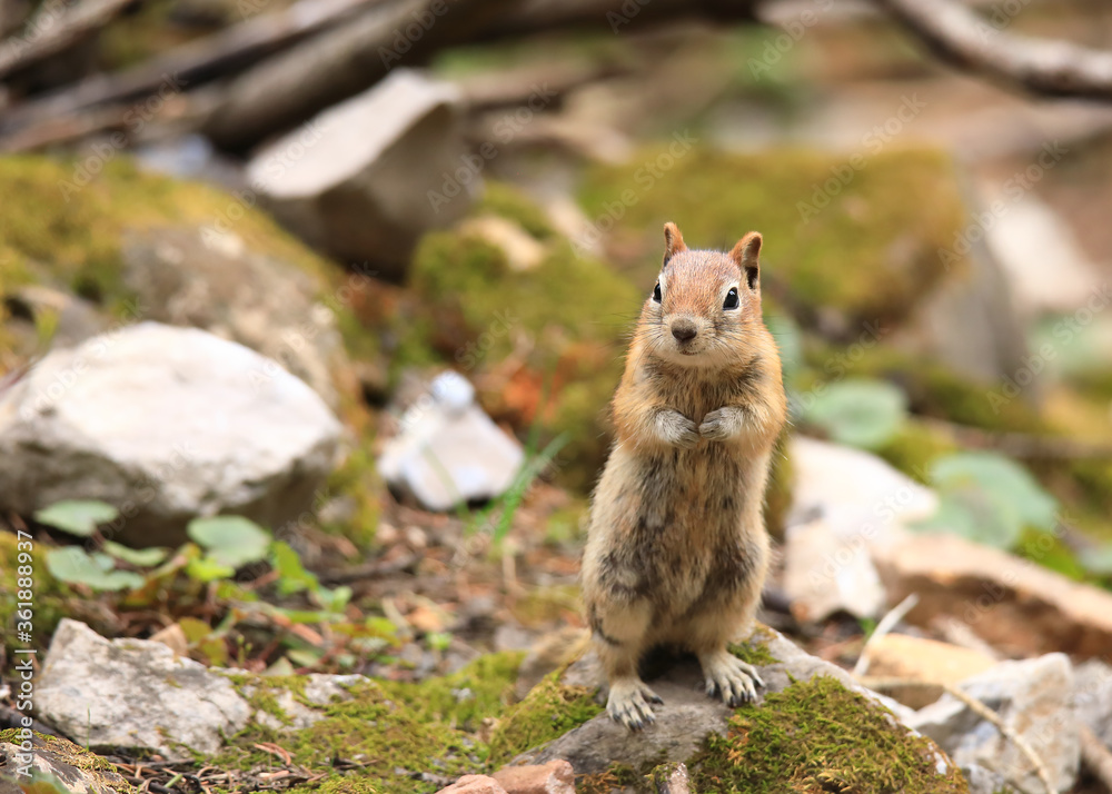 Rocky Mountain Chipmunk Rocky Mountain Chipmunk