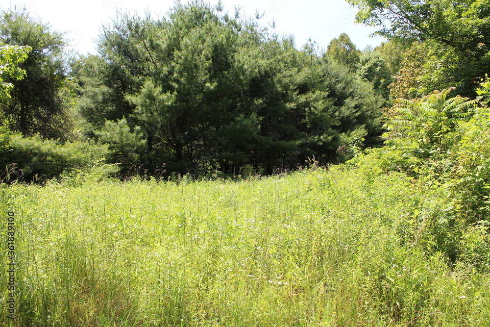 trees in the field trees in the field