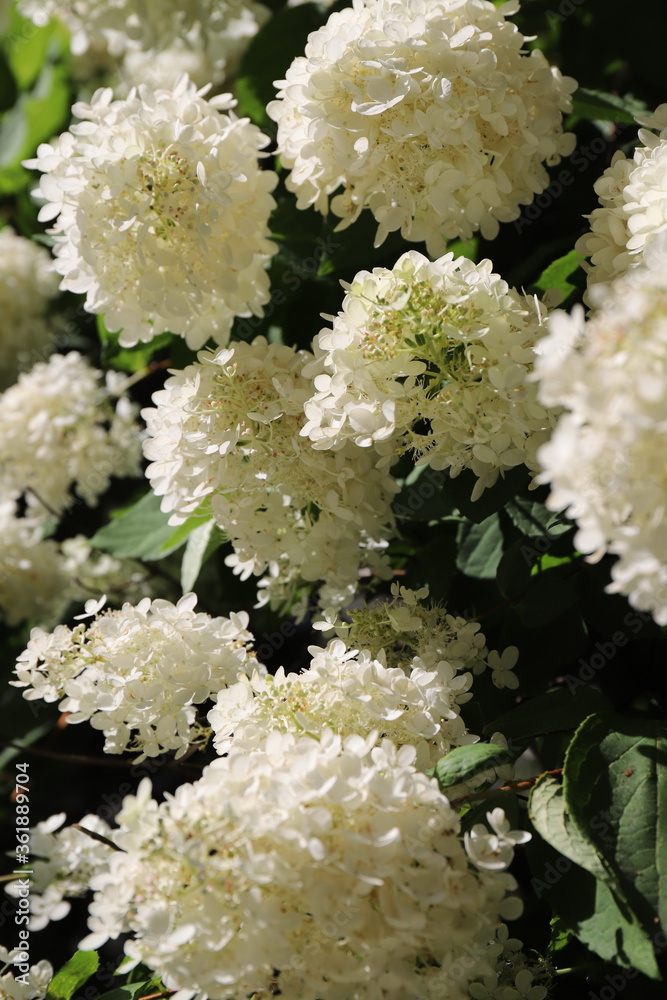beautiful flowers Hydrangea paniculata bloom in the summer sunny garden beautiful flowers Hydrangea paniculata bloom in the summer sunny garden