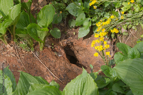 Groundhog Burrow photo