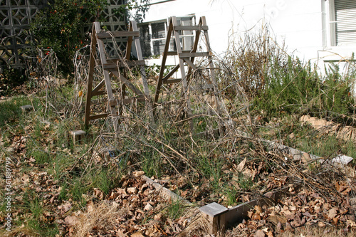 Dormant and Untended Vegetable Garden Choked With Weeds photo