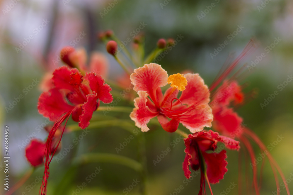 Farm, Beach, Nature, Animals, Flora, Fauna, Street Art, Boats and etc