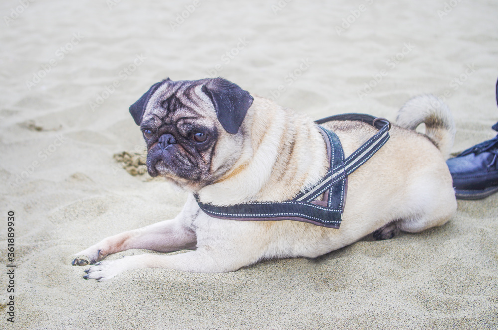pug dog on the beach, beautiful and very sweet with his mask on his muzzle