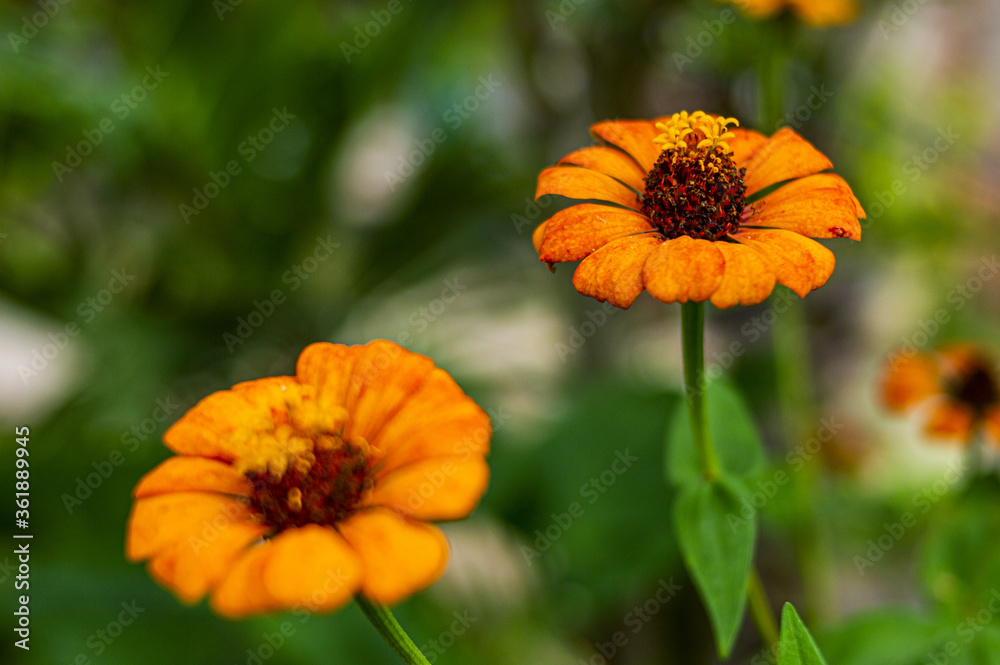 Farm, Beach, Nature, Animals, Flora, Fauna, Street Art, Boats and etc Farm, Beach, Nature, Animals, Flora, Fauna, Street Art, Boats and etc