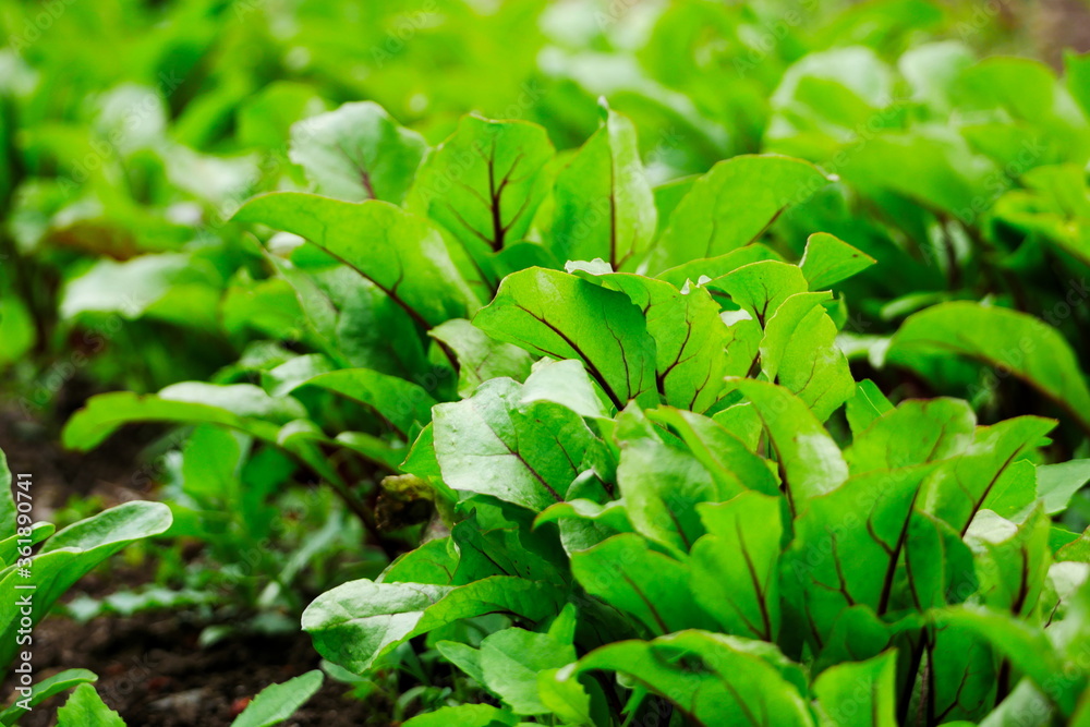 Young beets growing in a garden Young beets growing in a garden
