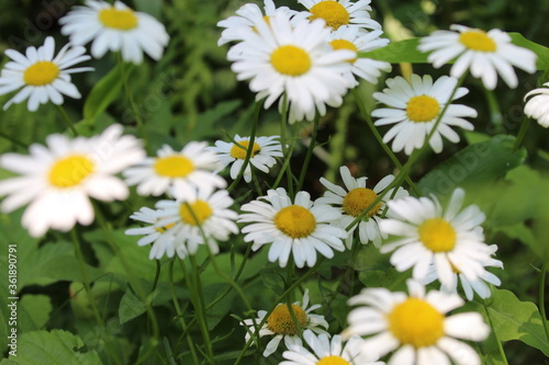 white daisies in a field