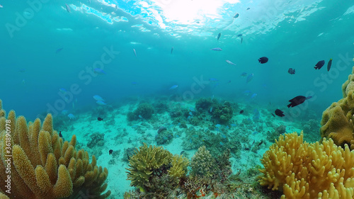Fototapeta Naklejka Na Ścianę i Meble -  Underwater Scene Coral Reef. Tropical underwater sea fishes. Panglao, Bohol, Philippines.