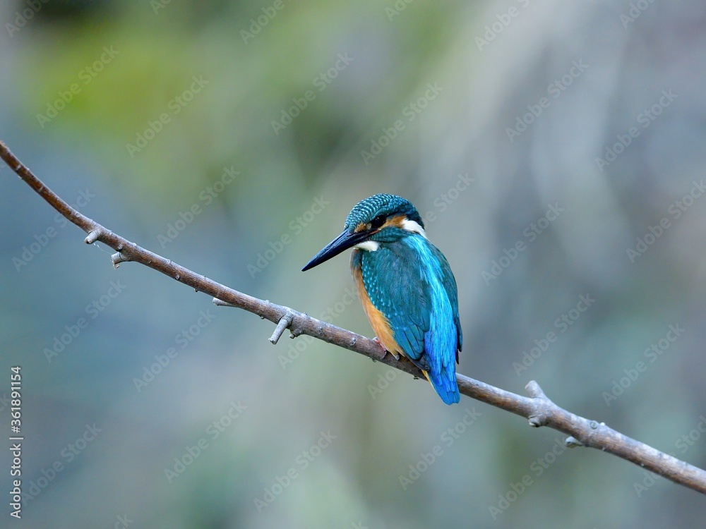 お気に入りの枝に止まって小魚を探すカワセミ幼鳥