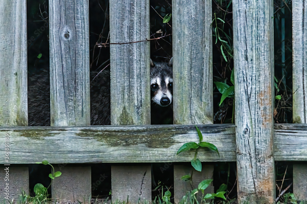Racoon Looking Through Fence