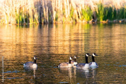 Canadian Geese swimming in the South Platte River in Eleven Mile Canyon Colorado