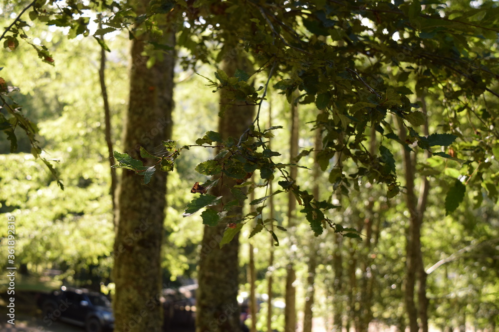 naturaleza naturaleza