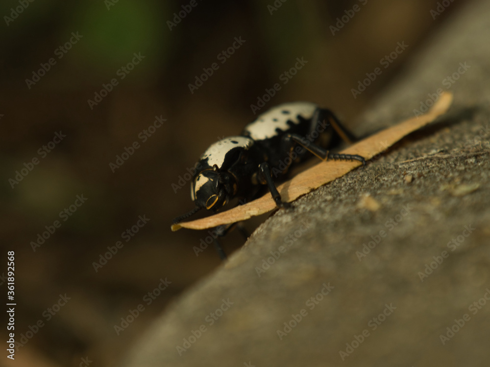 Iron Clad Beetle