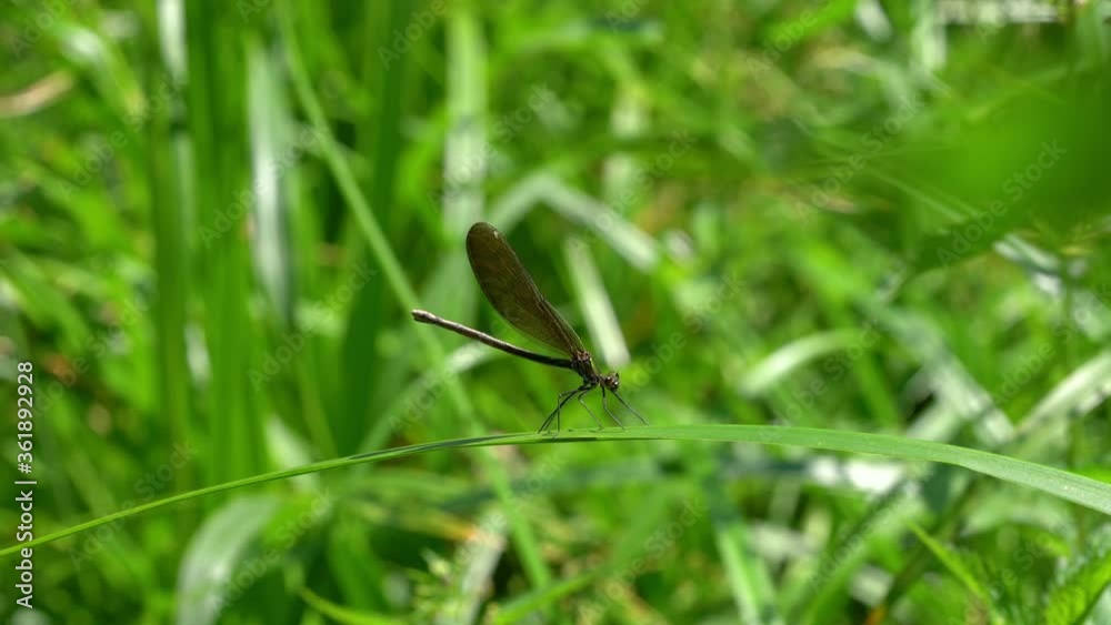 Dragonfly on leaf, female, green-brown, Banded Demoiselle (Calopteryx splendens) - (4K) Dragonfly on leaf, female, green-brown, Banded Demoiselle (Calopteryx splendens) - (4K)