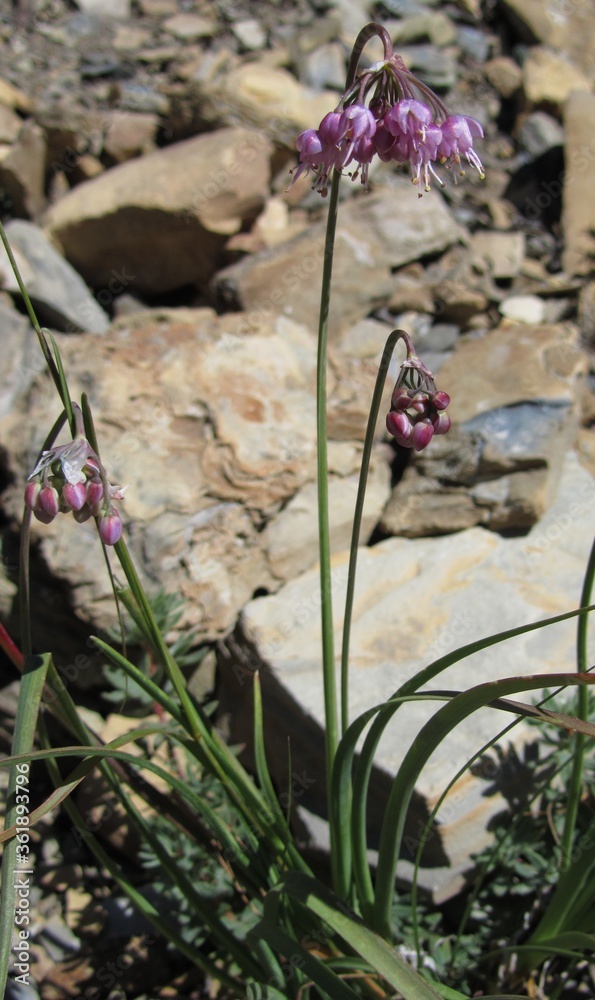 Nodding Onion (Allium cernuum) purple wildflower in Glaicer National Park, Montana