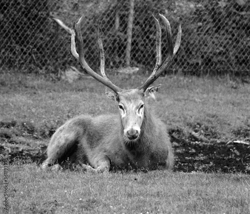 Pere David's deer, also known as the milu or elaphure, is a species of deer that is currently extinct in the wild all known specimens are found only in captivity. photo