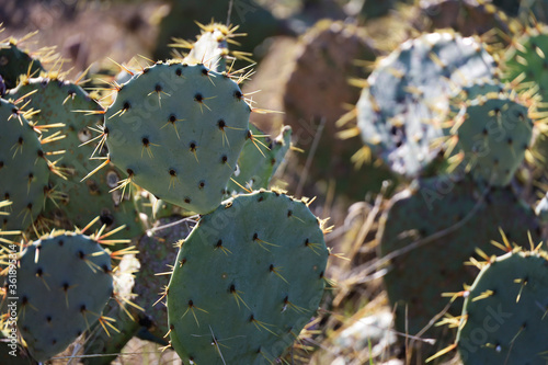 Cactus in the hill country