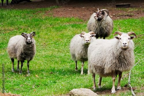 Four Icelandic sheep looking towards the camera © rosie_rocket