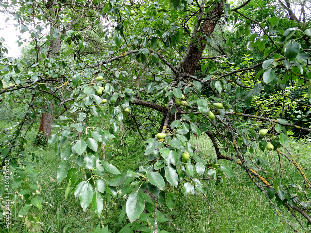 pear tree, young pears on a blurry green background pear tree, young pears on a blurry green background