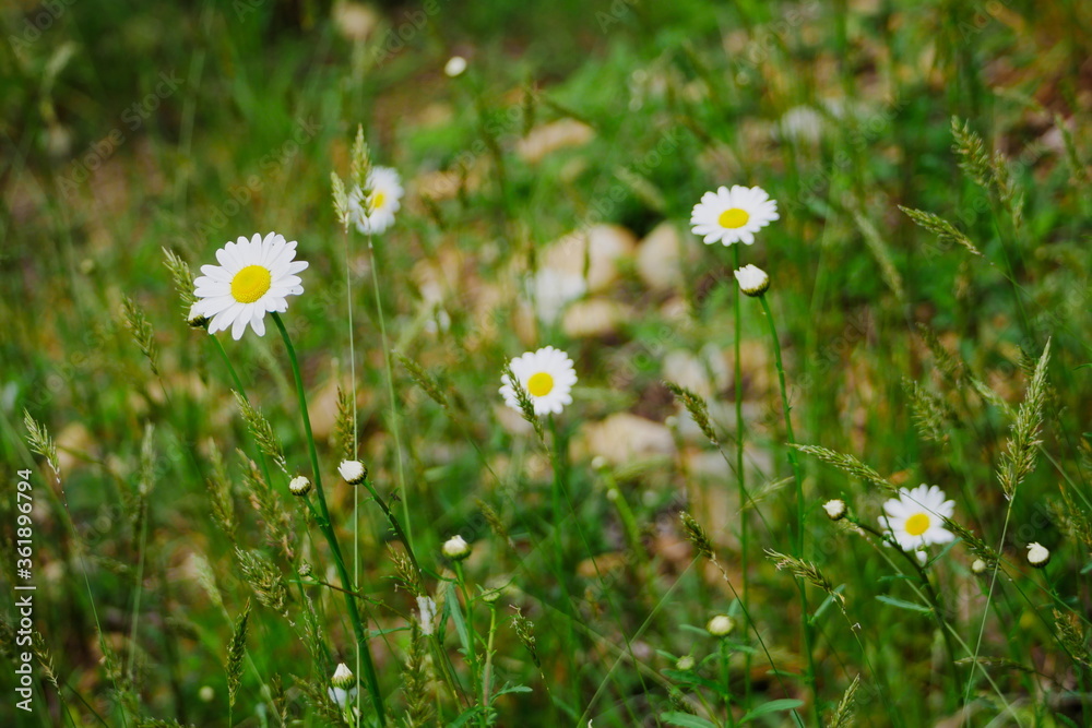 Daisies growing in a wildflower meadow