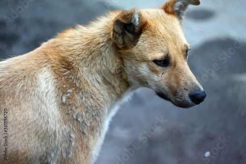 Homeless sad dog outdoor. Friend of human. Unwanted animal © Марина Андрейченко
