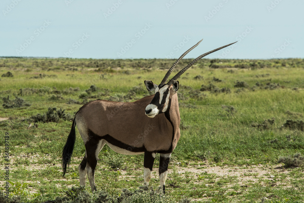 Oryx Gemsbok Oryx Gemsbok