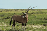 Oryx Gemsbok 